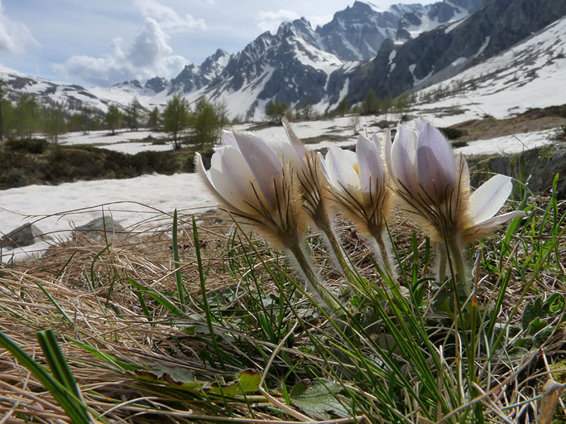 Lamproderma pulveratum